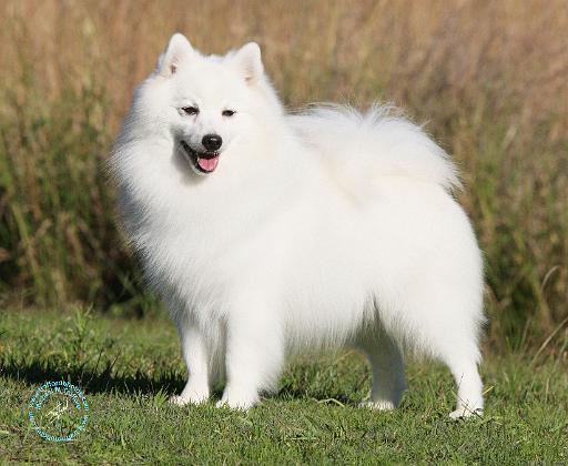 Japanese Spitz 9Y576D-265.JPG